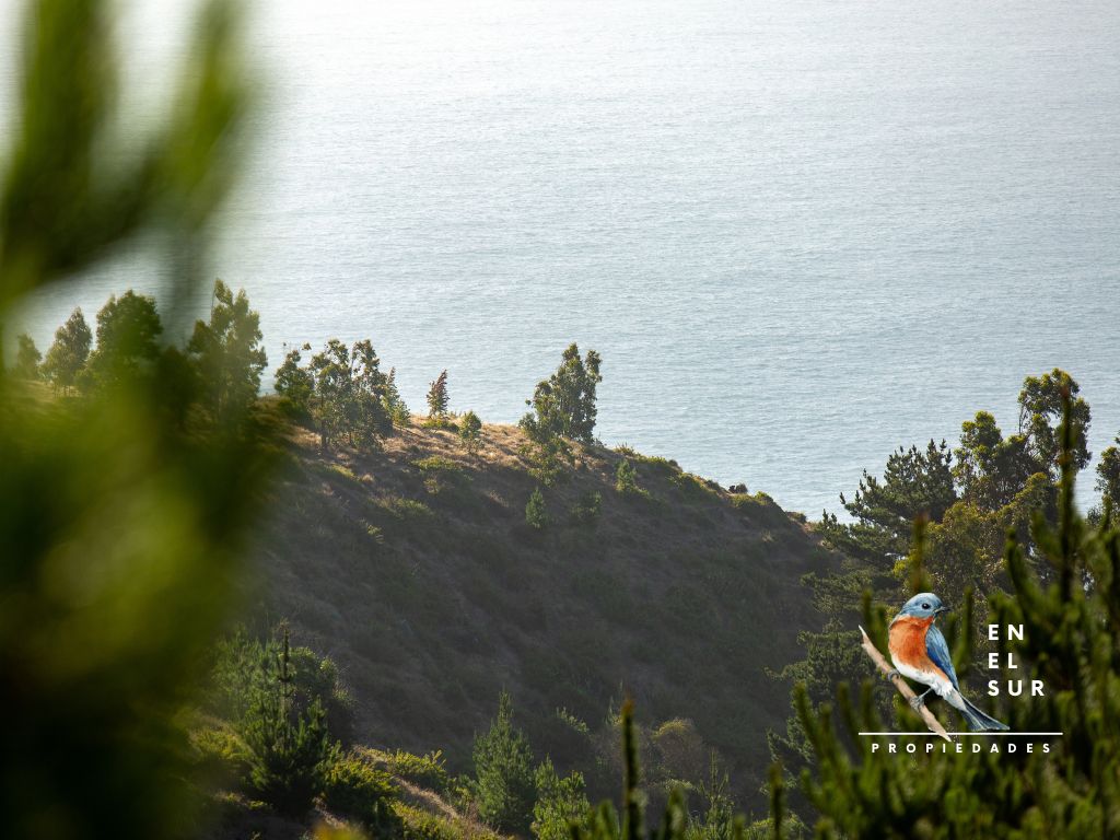 Miradores de Polcura
