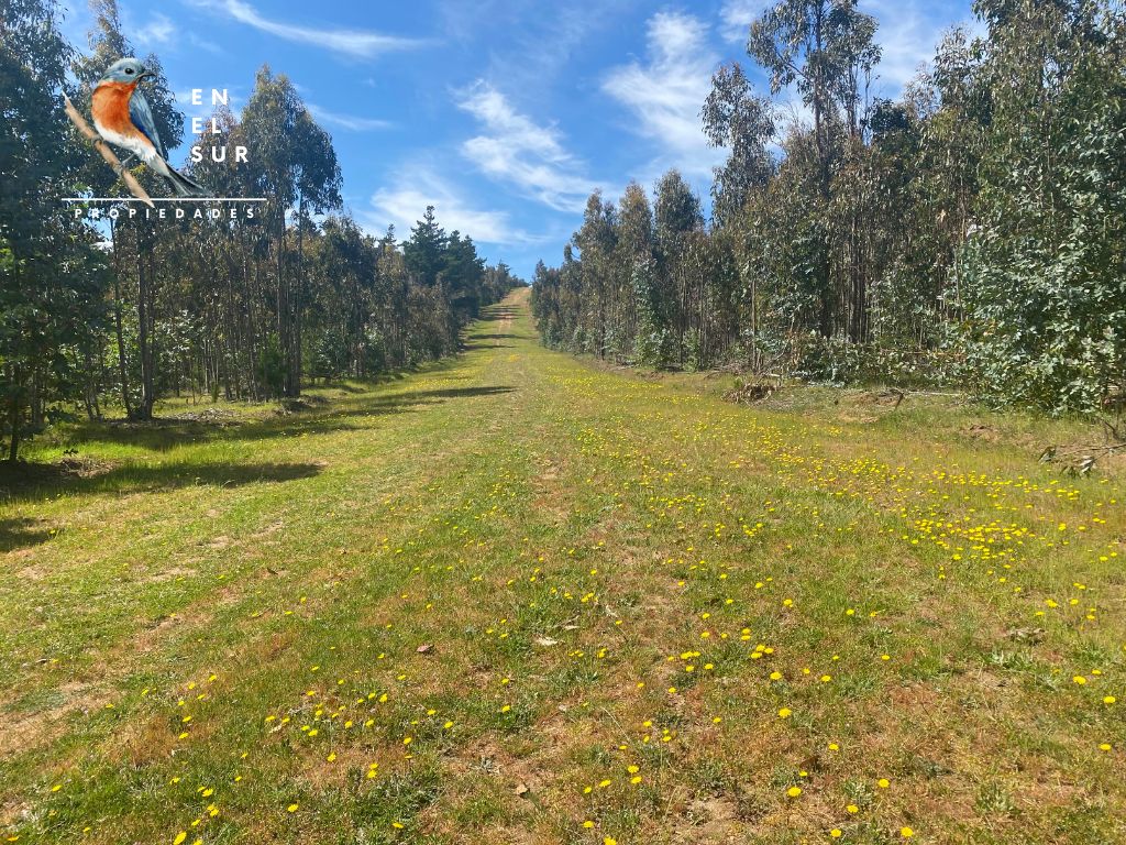 Miradores de Polcura